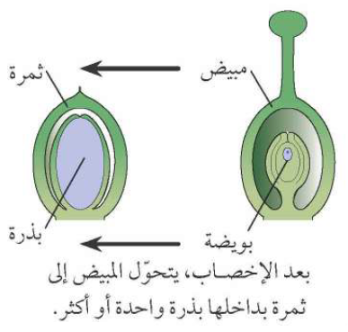 تكون البذور في المبيض